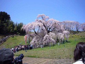滝桜３